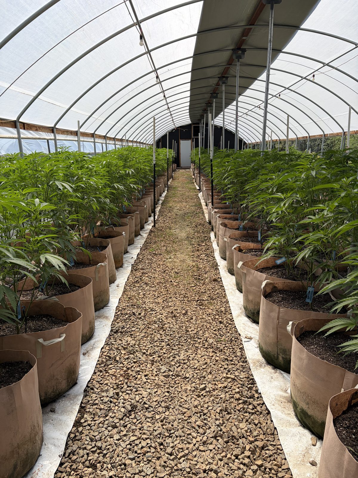 Greenhouse aisle