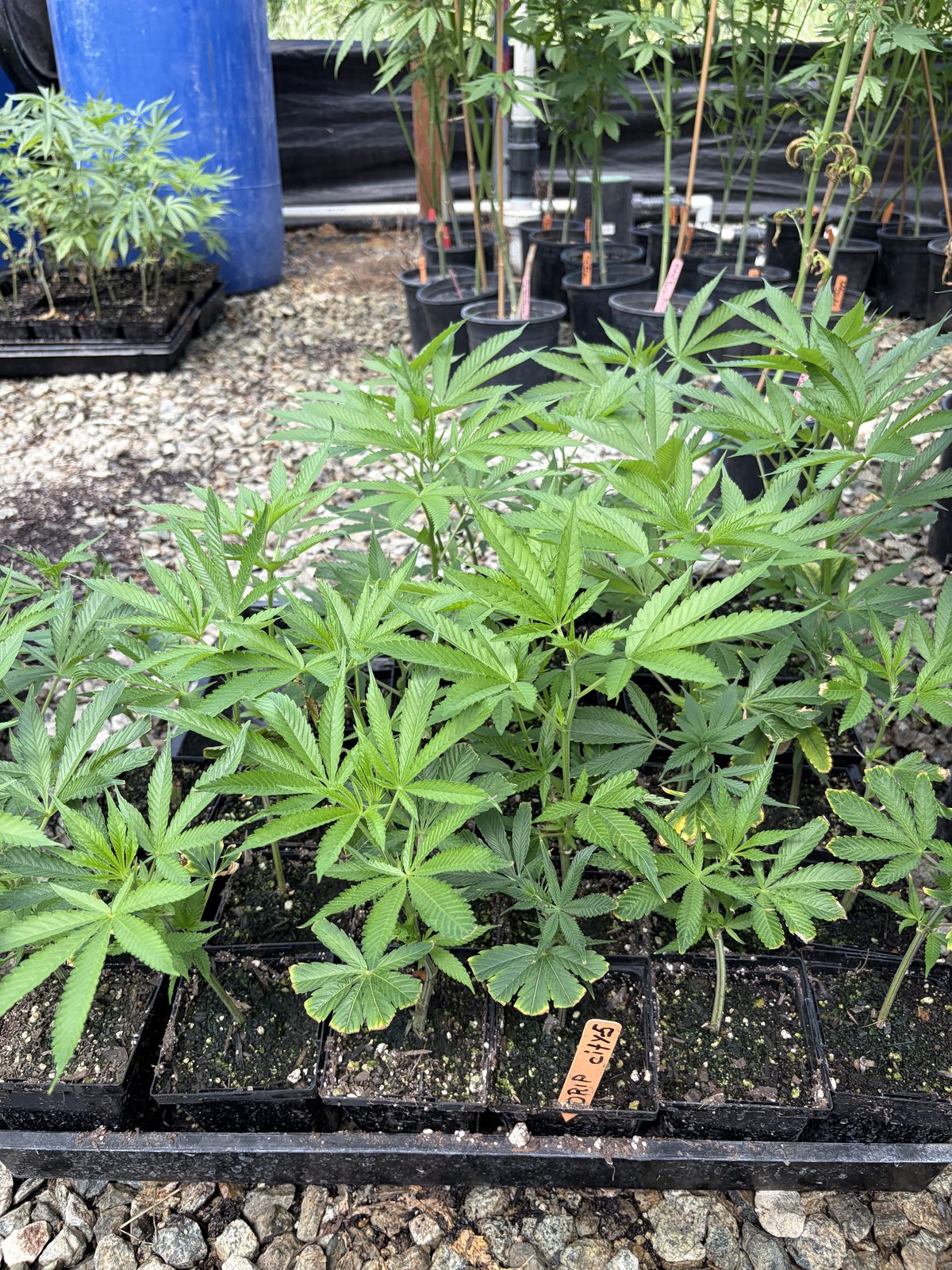 Team with clones