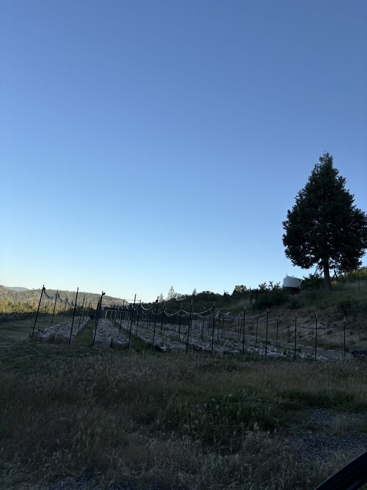 Trellis