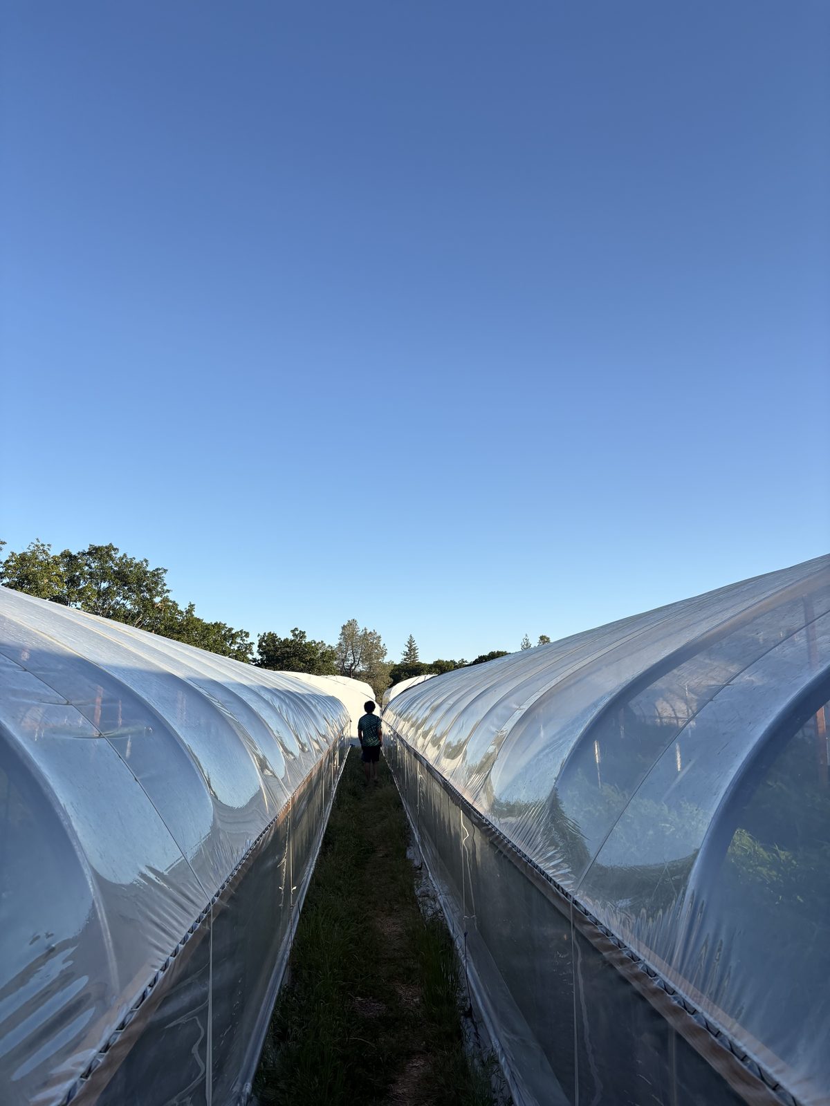 Twin greenhouses