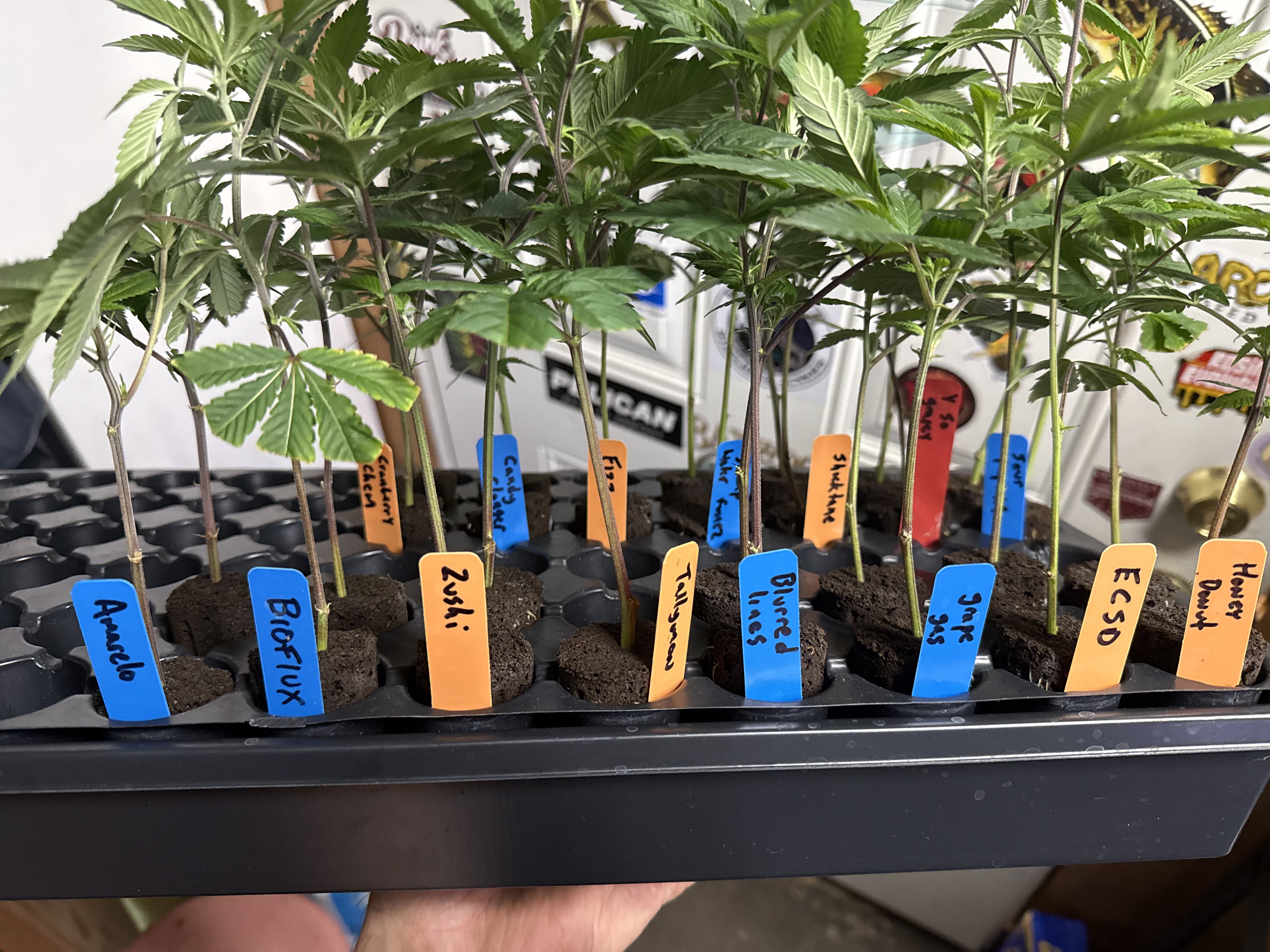 In-house genetics